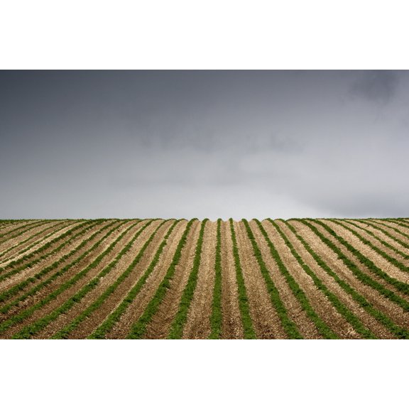Potato Field Canvas Art - John Short Design Pics (17 x 11)