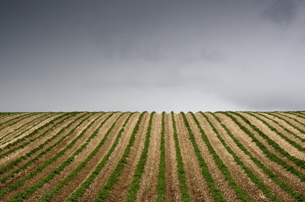 Potato Field Canvas Art - John Short Design Pics (34 x 22)