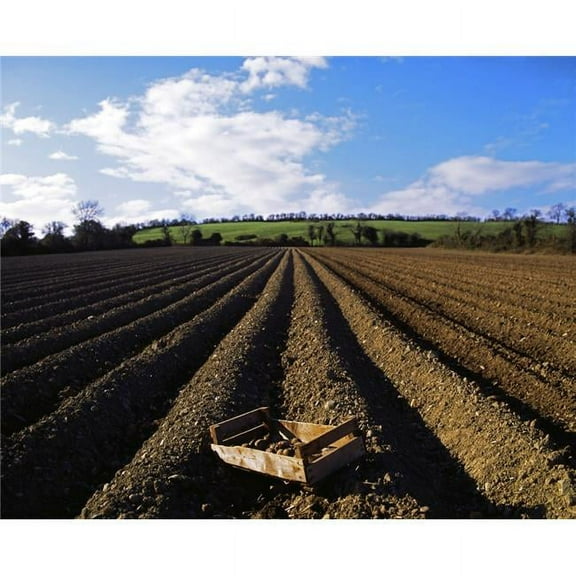 Potato Field Ireland Poster Print by The Irish Image Collection - 34 x 26 - Large