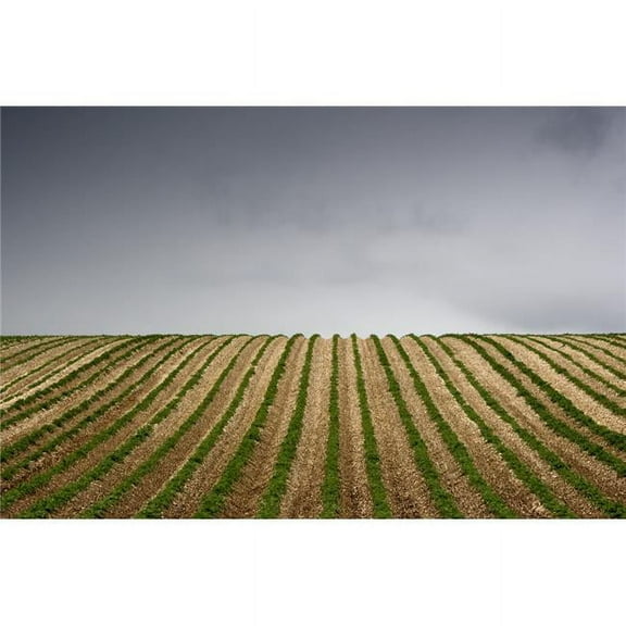 Potato Field Poster Print, Large - 34 x 22