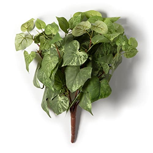 Potato Leaf Bush by Ashland