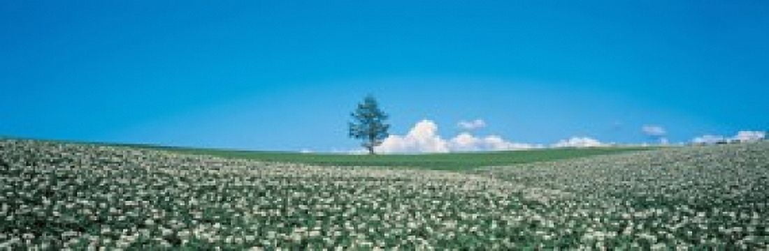 Potato field Biei-Cho Hokkaido Japan Canvas Art - Panoramic Images (18 x 6)