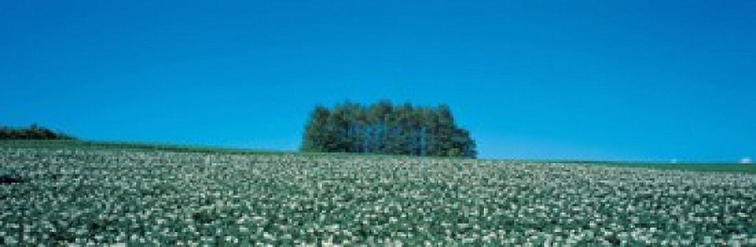 Potato field Biei-Cho Hokkaido Japan Canvas Art - Panoramic Images (18 x 6)