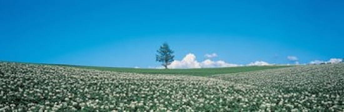 Potato field Biei-Cho Hokkaido Japan Canvas Art - Panoramic Images (36 x 12)