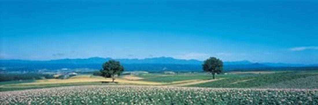 Potato field Furano Hokkaido Japan Canvas Art - Panoramic Images (18 x 6)
