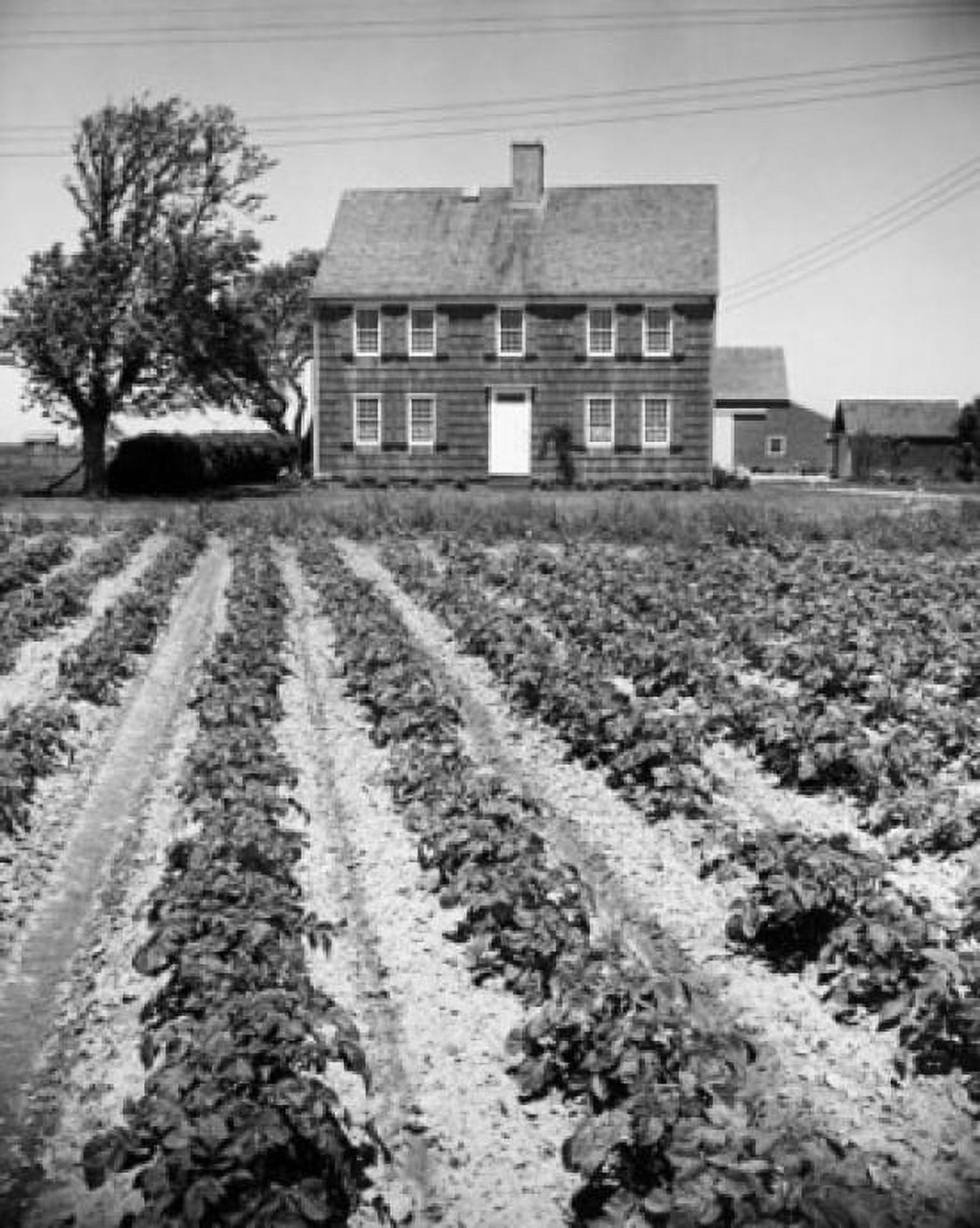 Potato field in front of a farmhouse East Hampton New York State USA Canvas Art - (24 x 36)
