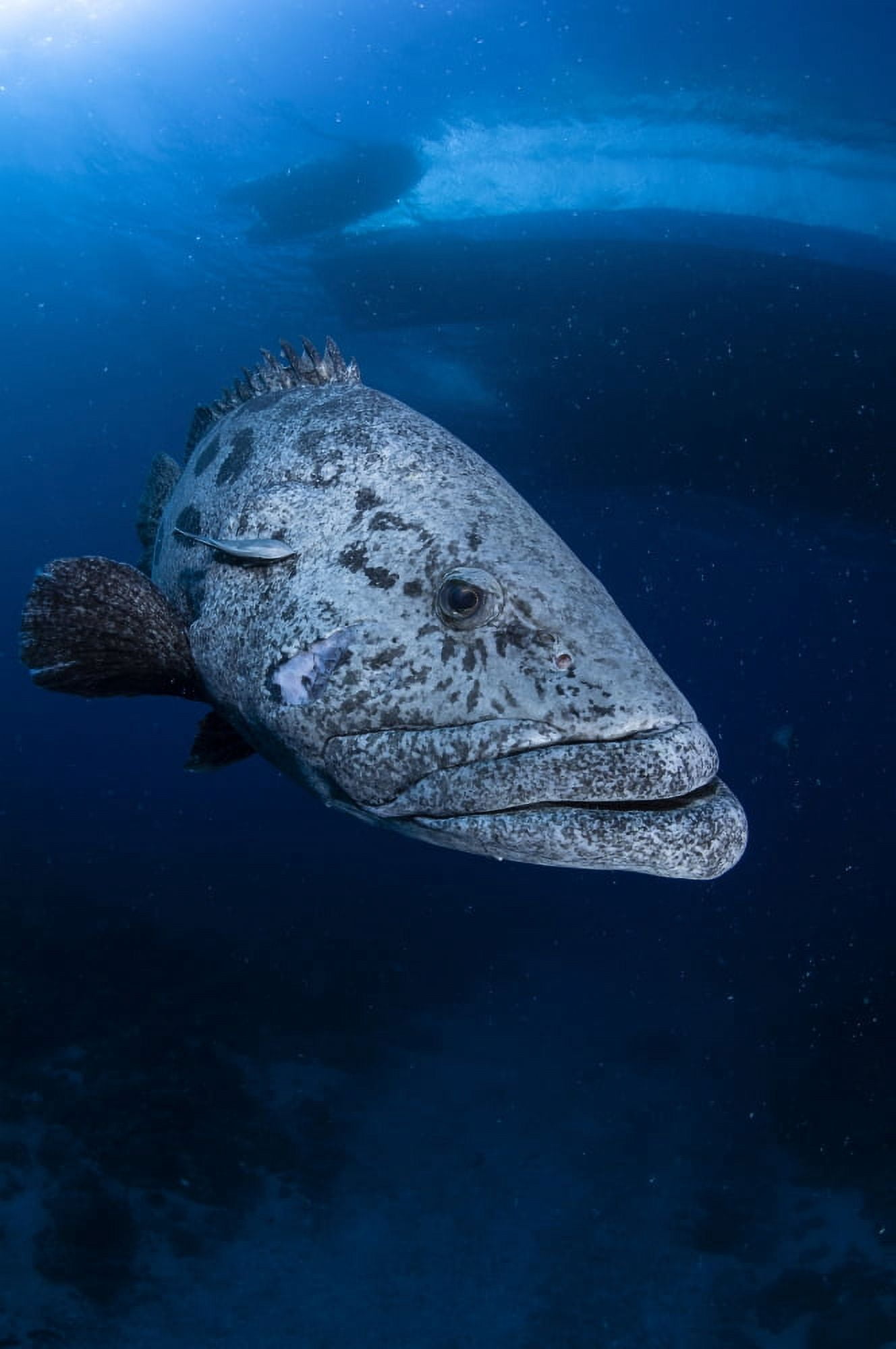 Potato grouper Australia Canvas Art - Todd WinnerStocktrek Images (23 x 35)