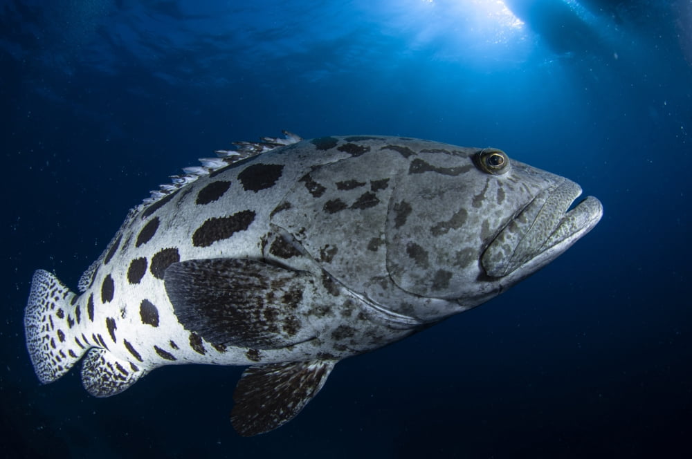 Potato grouper Australia Canvas Art - Todd WinnerStocktrek Images (35 x 23)
