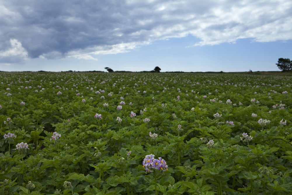 Potatoe Field at Ardmore County Waterford Ireland Canvas Art - Panoramic Images (27 x 9)