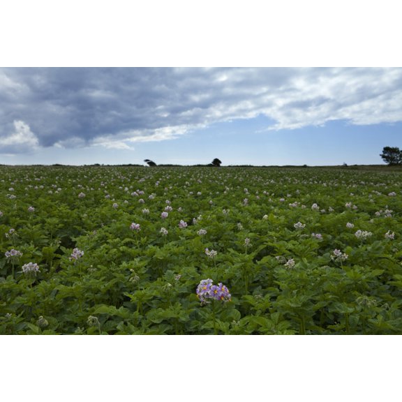 Potatoe Field at Ardmore County Waterford Ireland Canvas Art - Panoramic Images (27 x 9)