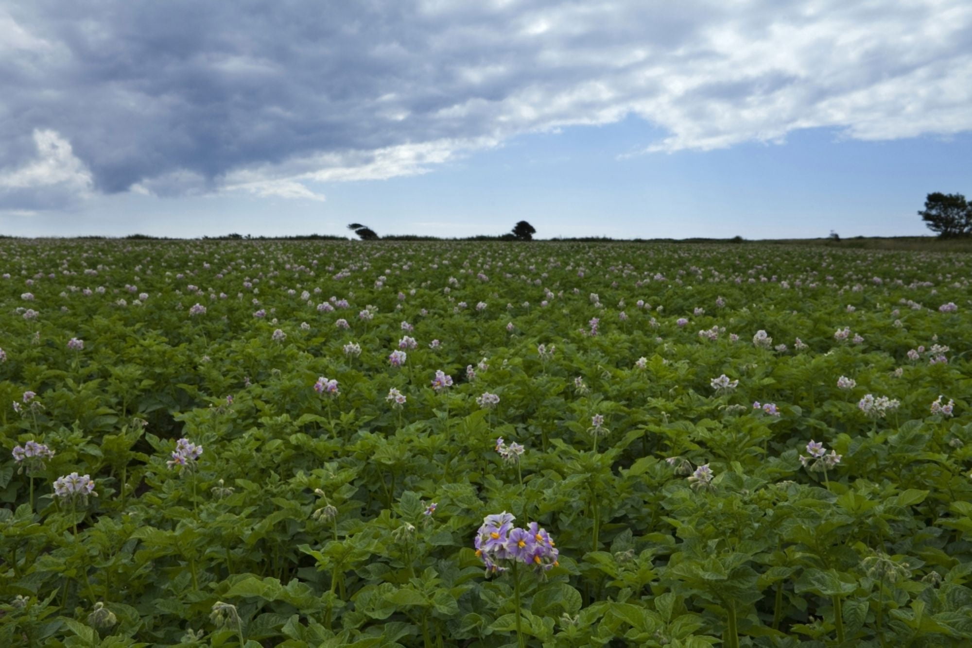 Potatoe Field at Ardmore County Waterford Ireland Canvas Art - Panoramic Images (36 x 12)