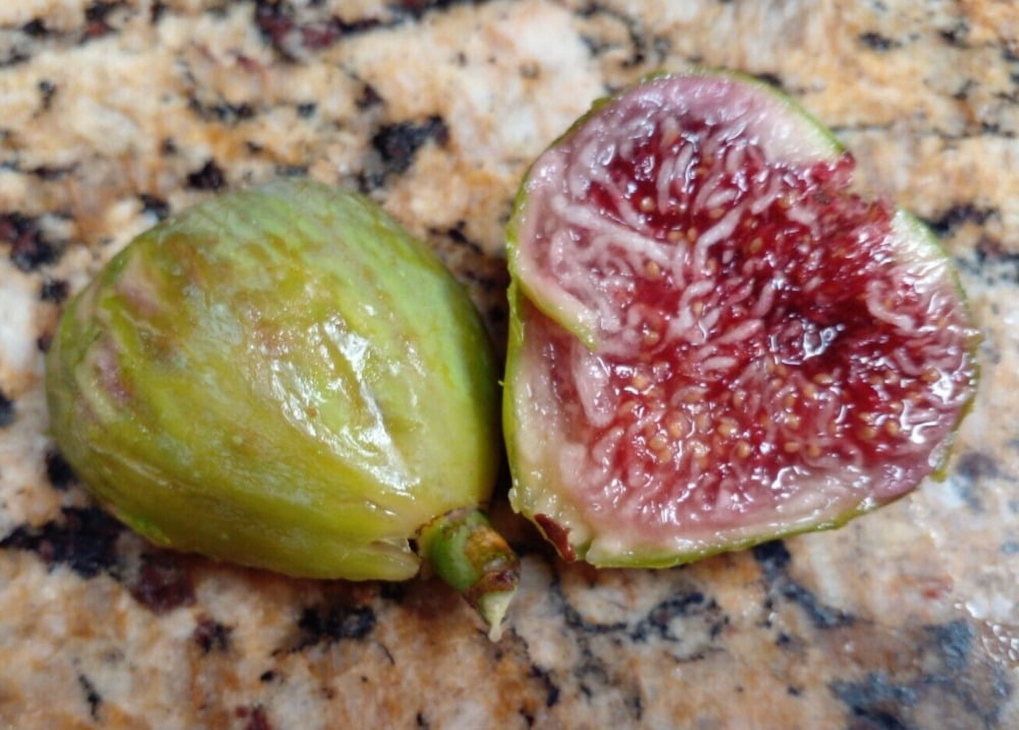 Pote Tresa Fig Tree 2 Cuttings Delicious Swiss Fig with Beautiful Coloring