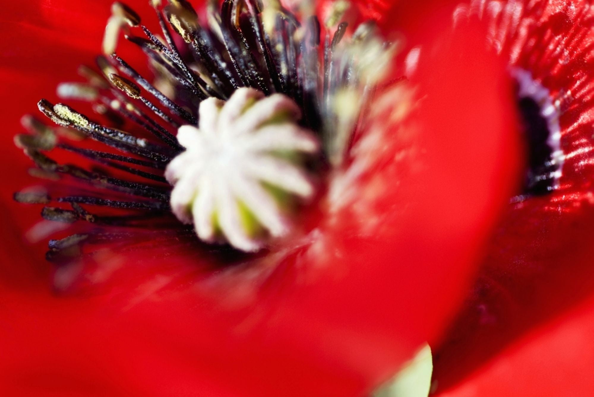 Potentilla Gibsons Scarlet Extreme Close-Up Of Bright Red Blossom Canvas Art - Ray Laskowitz Design Pics (17 x 11)