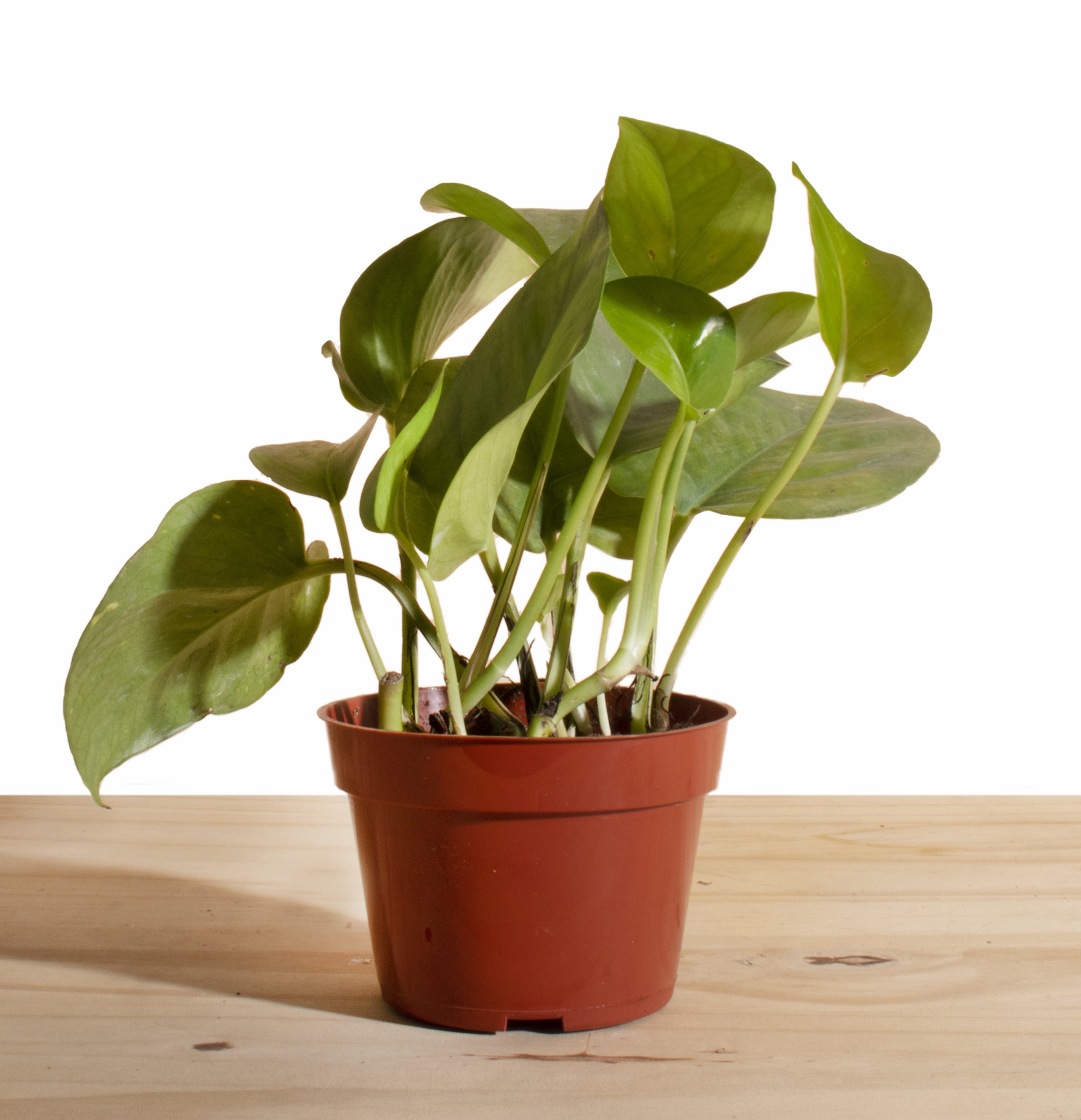 Pothos Devil's Ivy House Plant 4" Grow Pot - Walmart.com