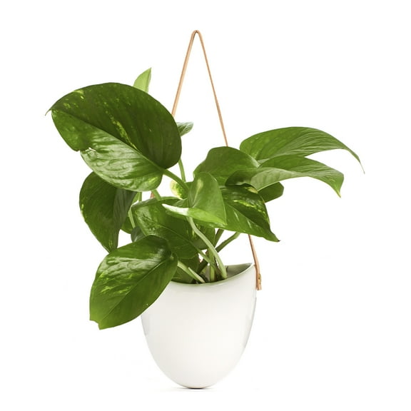 Pothos Devil's Ivy in 4.5" Hanging White Ceramic Planter Pot with Leather Strap