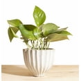 thumbnail image 1 of Pothos Devil's Ivy in Honeycomb Ceramic Acorn Planter Pot, 1 of 3
