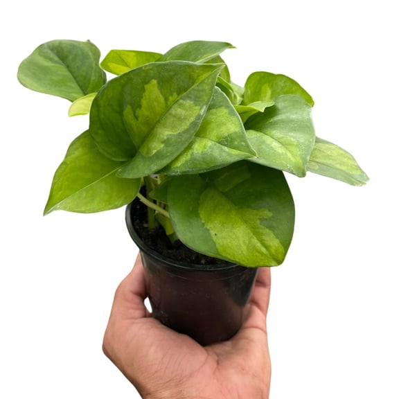Pothos 'Global Green', 4" Pot, Indoor Houseplant, Easy Care, Live Plant for Indoor & Outdoor