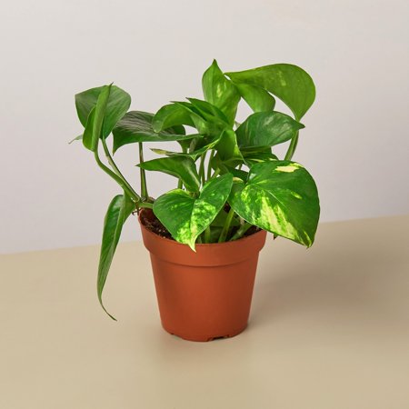 Pothos 'Golden' in 4" Pot / Nursery Pot | Live Plant for Indoor | 7 - 12 inch Tall
