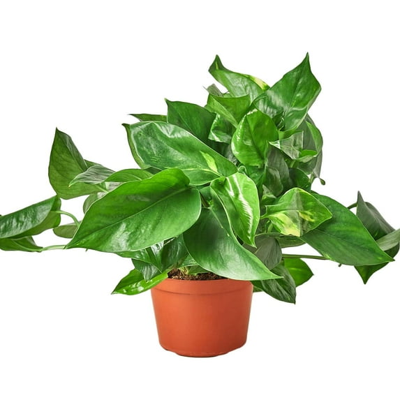 Pothos Golden Live Plant for Indoor | Different Houseplants in 4'' & 6'' Pot | Real House Plant for Living Room, Office, Desk & Bathroom | Epipremnum Aureum | Devil's Ivy