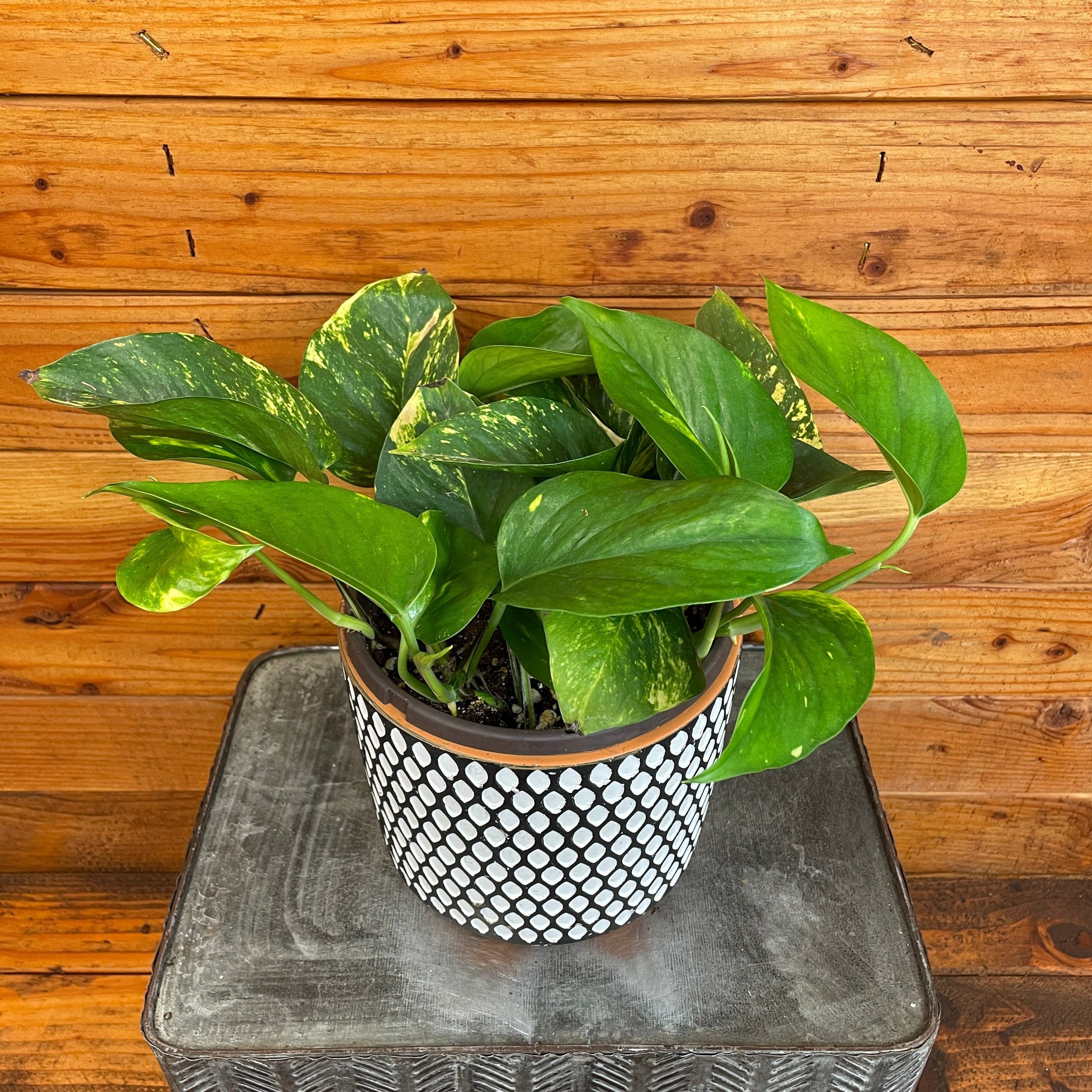 where to buy spider plants Pothos & Spider Plant  Shop Succulents