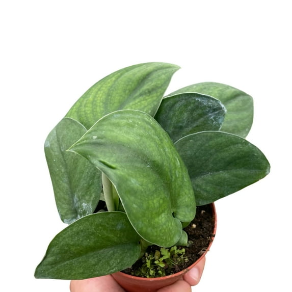 Pothos Jade Satin, 4" Pot, Indoor Houseplant, Easy Care, Live Plant for Indoor & Outdoor
