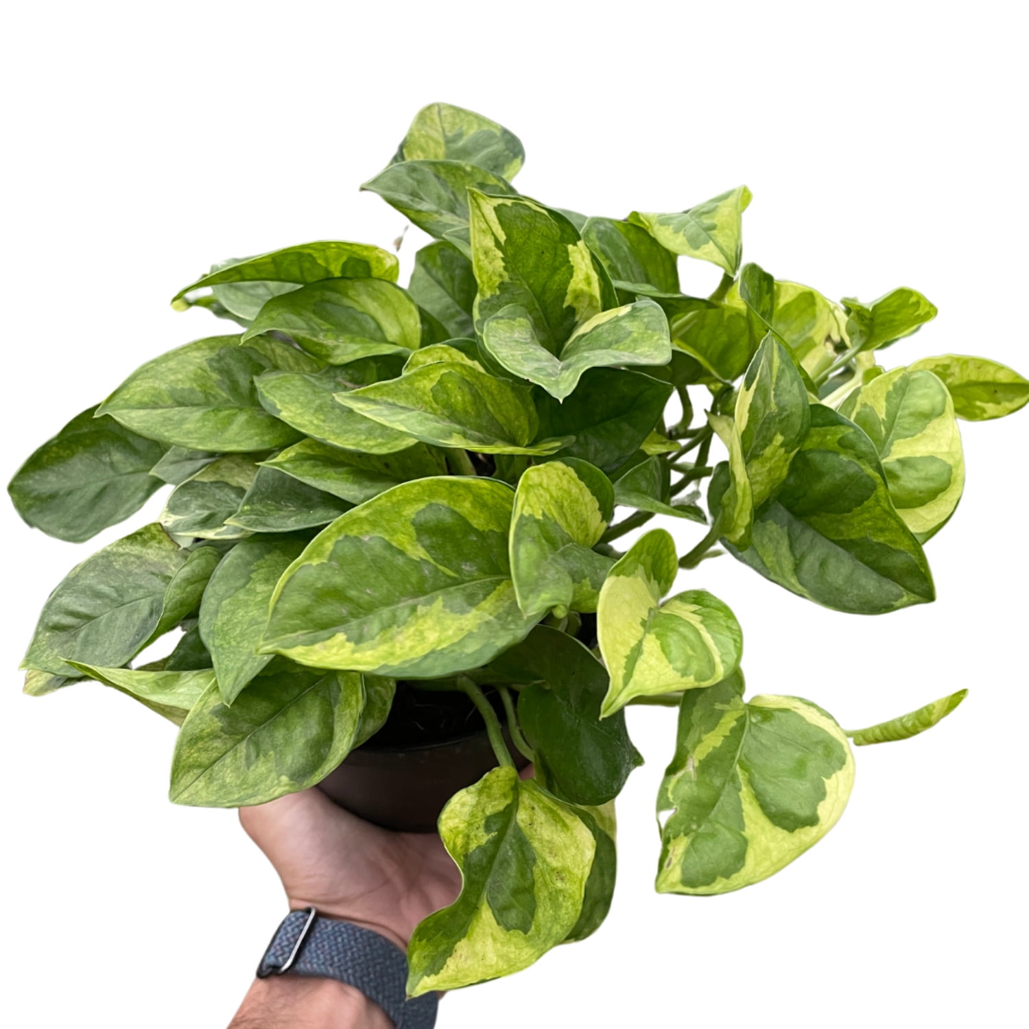 Pothos 'Lemon Meringue', 6" Pot, Indoor Houseplant, Easy Care, Live Plant for Indoor & Outdoor