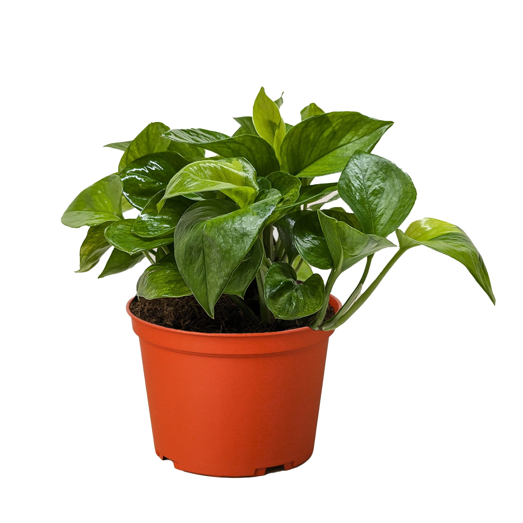 Pothos 'Lemon Top', 6" Pot, Indoor Houseplant, Easy Care, Live Plant for Indoor & Outdoor