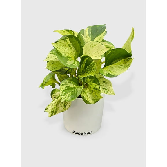 Pothos Manjula Epipremnum Aureum - Live Air-Purifying Indoor Plant in Nursery Pot Easy Care, Low Maintenance Houseplant for Home & Office Decor, Natural Air Cleaner, Best for Beginners
