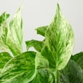 thumbnail image 1 of Pothos 'Marble Queen', 1 of 11