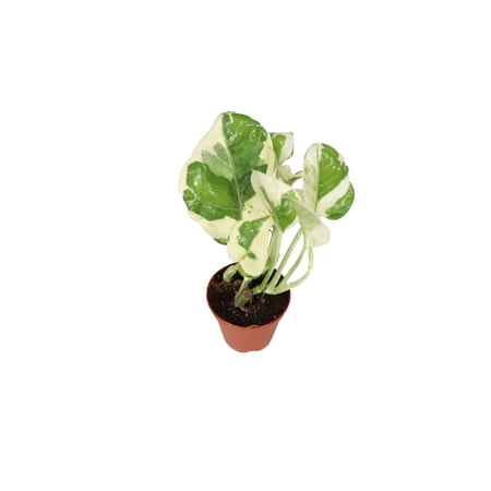 Pothos ('N Joy') - 2'' from California Tropicals