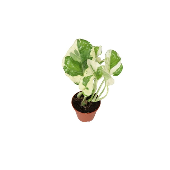 Pothos ('N Joy') - 2'' from California Tropicals