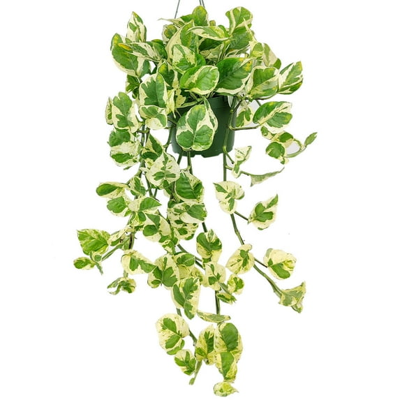 Pothos N'joy Live Houseplant (6"+ Hanging Basket) - Best Indoor Hanging Plants for Home and Office Decoration