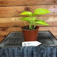 thumbnail image 1 of Pothos Neon, 4" plant, The Plant Farm, 1 of 2