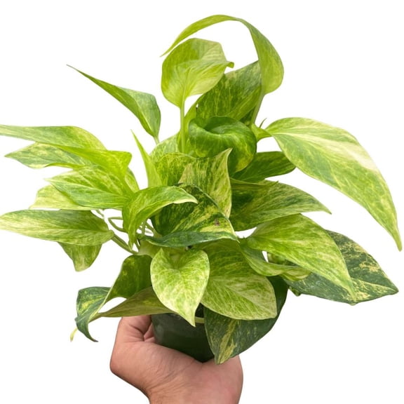 Pothos Neon Queen Live Plant for Indoor | Different Houseplants in 4'' & 6'' Pot | Real House Plant Decor for Living Room, Office, Desk & Bathroom | Neon Marble Queen