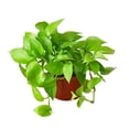 thumbnail image 1 of Pothos 'Neon', 1 of 8