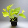 thumbnail image 1 of Pothos 'Neon', 1 of 8