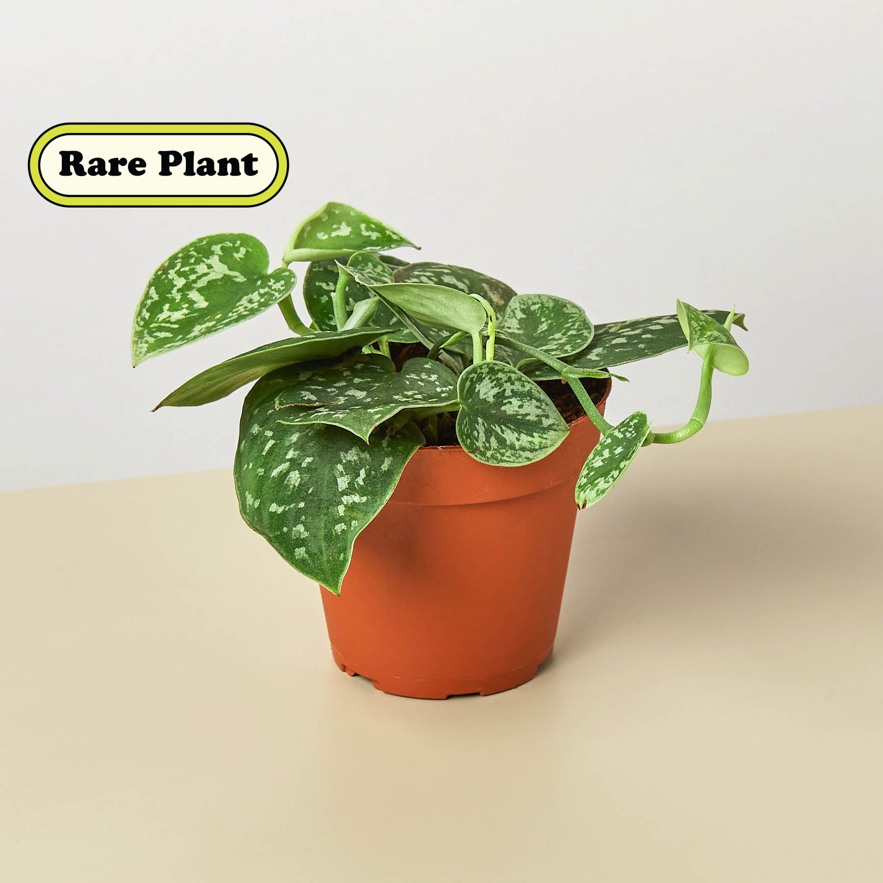 Pothos 'Satin', 4" Pot, Indoor Houseplant, Easy Care, Live Plant for Indoor & Outdoor
