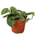 thumbnail image 1 of Pothos Satin Live Plant for Indoor | Different Houseplants in 4'' & 6'' Pot | Real House Plant for Living Room, Office, Desk & Bathroom | Silver Vine | Scindapsus Pictus Argyraeus, 1 of 7