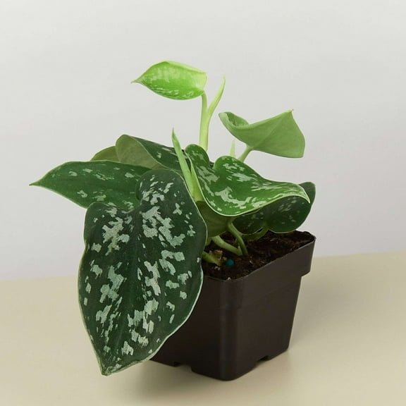 Pothos Satin Live Plant for Indoor | Different Houseplants in 4'' & 6'' Pot | Real House Plant for Living Room, Office, Desk & Bathroom | Silver Vine | Scindapsus ictus Argyraeus
