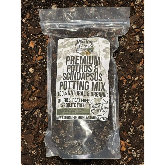 Pothos  Scindapsus Premium Potting Mix