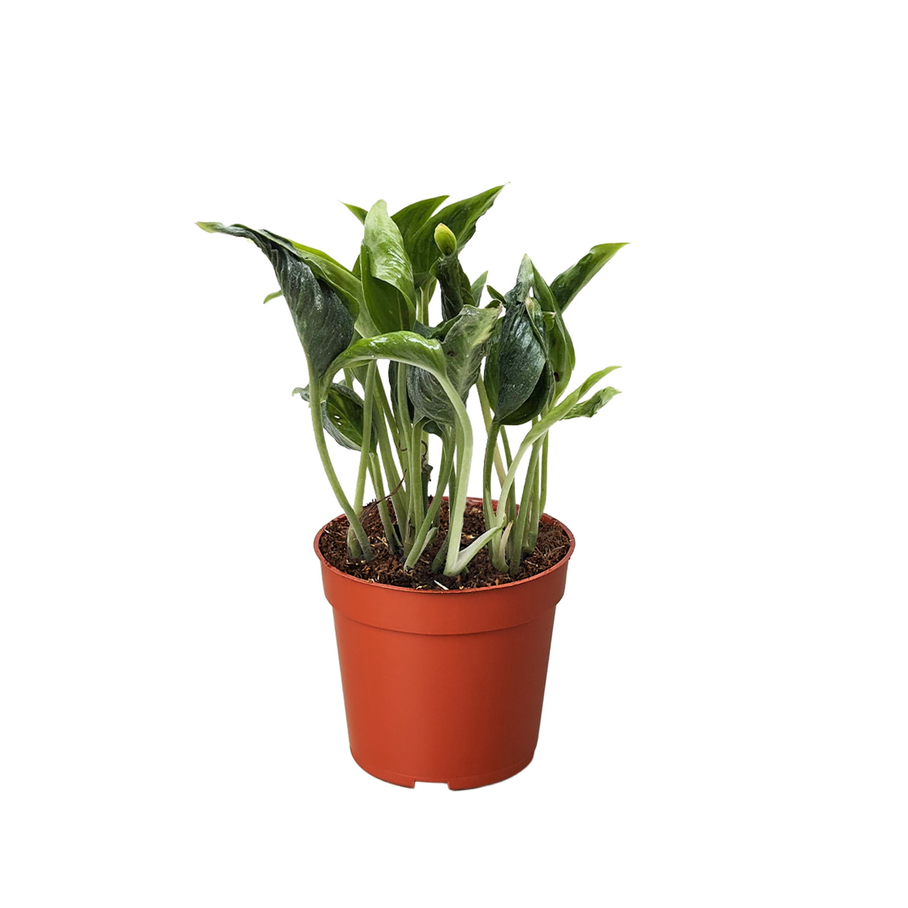 Pothos 'Shangri La', 4" Pot, Indoor Houseplant, Easy Care, Live Plant for Indoor & Outdoor