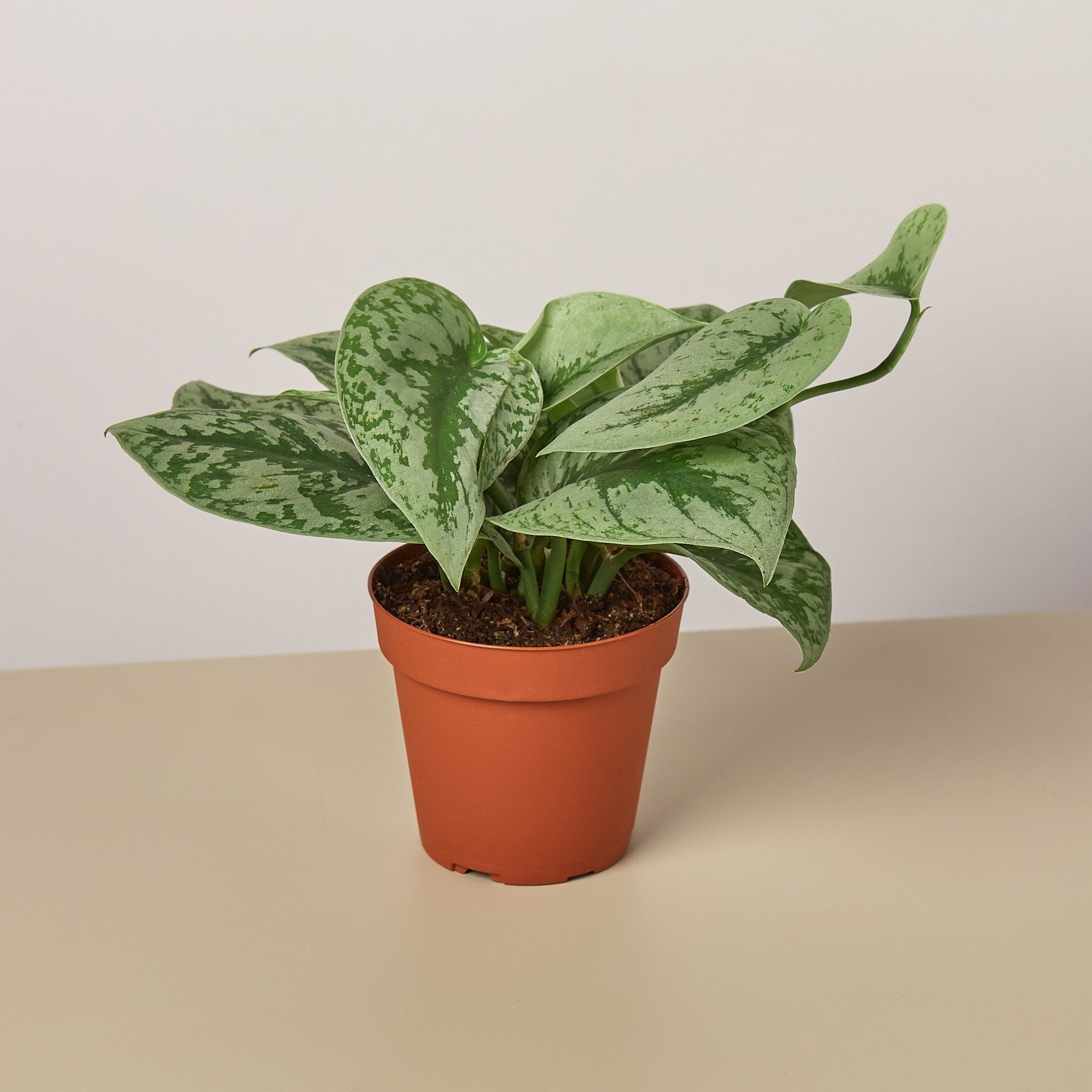 Pothos Silver Splash Live Plant