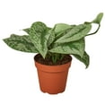 thumbnail image 1 of Pothos Silver Splash Live Plant for Indoor | Different Houseplants in 4'' & 6'' Pot | Real House Plant for Living Room, Office, Desk & Bathroom | Large-Leaf Pothos Picta | Exotica, 1 of 6