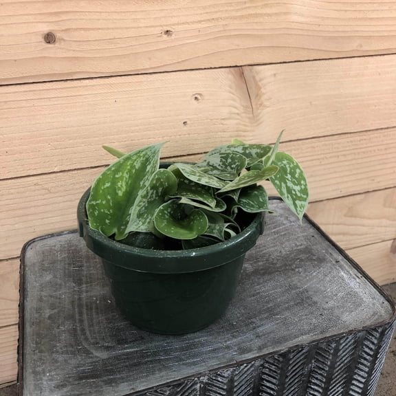 Pothos Silvery Ann, 6" Plant, The Plant Farm