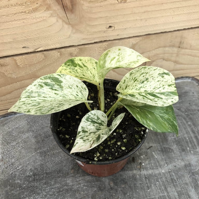 Pothos Snow Queen, 4" Plant, The Plant Farm - Walmart.com