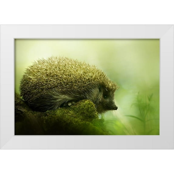 Potoma, Kristian 32x23 White Modern Wood Framed Museum Art Print Titled - Hedgehog