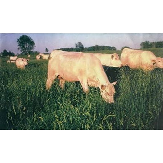 Potomac Orchardgrass Seed - 20 Lbs.