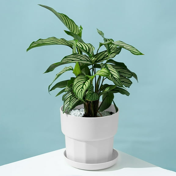 Pots For Indoor Plants Plastic Plant Pots With Saucers Drains Holes Indoor Outdoor Flower Pots For Herbs Cactus Modern Plant Pots Outdoor