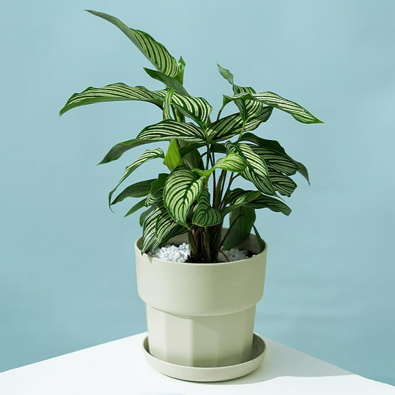 Pots For Indoor Plants Plastic Plant Pots With Saucers Drains Holes Indoor Outdoor Flower Pots For Herbs Cactus Modern Plant Pots Outdoor