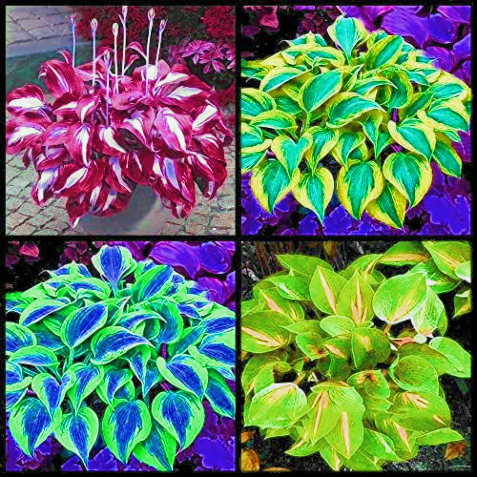 Pots to Grow, Low maintenance(Hostas) Indoors or Outdoor For sale